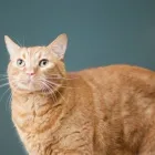 Business 3 image DELBROOK MALL ANIMAL HOSPITAL Veterinarians in North Vancouver BC