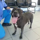 Business 4 image DELBROOK MALL ANIMAL HOSPITAL Veterinarians in North Vancouver BC