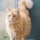 Business 2 image DELBROOK MALL ANIMAL HOSPITAL Veterinarians in North Vancouver BC