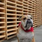 Business 22 image DELTA PALLET INC Industries & Agriculture in Delta BC