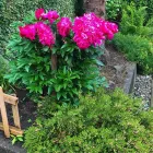 Entreprises 3 image DESTINY'S LAWN & GARDEN CARE Real Estate & Home Improvement dans Vancouver BC