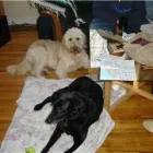 Business 4 image DOGGY STYLES PET SERVICES Pet Grooming Services in Etobicoke ON