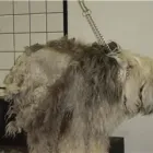 Business 5 image DOGGY STYLES PET SERVICES Pet Grooming Services in Etobicoke ON