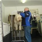 Business 2 image DOGGY STYLES PET SERVICES Pet Grooming Services in Etobicoke ON