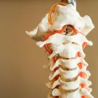 Entreprises 1 image DR. GOLD FAMILY CHIROPRACTIC Orthotists & Prosthetists dans North York ON