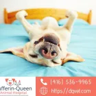 Entreprises 1 image DUFFERIN QUEEN ANIMAL HOSPITAL Veterinarians dans Toronto ON