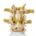 Entreprises 2 image DYNAMIC DISC DESIGNS Home Health Care Services dans Nanaimo BC