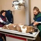 Entreprises 1 image EDMONTON VETERINARY CLINIC Veterinarians dans Edmonton AB