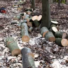 Entreprises 3 image ESSOUCHAGE ET TAILLE DE HAIES MULTI SERVICE RB Tree Work & Forestry Services dans Québec QC