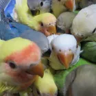 Entreprises 1 image EXOTIC PETS Shopping dans Scarborough ON