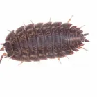 Entreprises 4 image EXTERMINATION PK Pest & Vermin Control dans Saint-Laurent QC