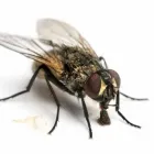 Entreprises 5 image EXTERMINATION PK Pest & Vermin Control dans Saint-Laurent QC