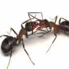 Entreprises 1 image EXTERMINATION PK Pest & Vermin Control dans Saint-Laurent QC