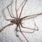 Entreprises 2 image EXTERMINATION PK Pest & Vermin Control dans Saint-Laurent QC