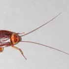 Entreprises 3 image EXTERMINATION PK Pest & Vermin Control dans Saint-Laurent QC