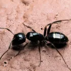 Entreprises 7 image EXTERMINATION PK Pest & Vermin Control dans Saint-Laurent QC