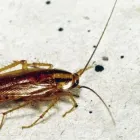 Entreprises 8 image EXTERMINATION PK Pest & Vermin Control dans Saint-Laurent QC