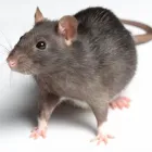 Entreprises 9 image EXTERMINATION PK Pest & Vermin Control dans Saint-Laurent QC