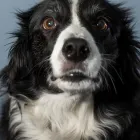 Entreprises 1 image FINNIGAN PATRICK J S DR INC Health & Medicine dans Victoria BC