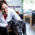 Entreprises 2 image FISHER GLEN ANIMAL HOSPITAL Veterinarians dans Nepean ON