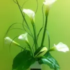 Entreprises 8 image FLEURS-O-MAX INC Shopping dans Pointe-aux-trembles QC