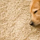 Business 3 image FOAM FRENZY CARPET CLEANING & UPHOLSTERY Cleaning Services in Windsor ON