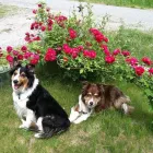 Business 4 image FOUR PAWS PET GROCERY & BOUTIQUE Shopping in Sidney BC