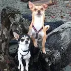 Business 6 image FOUR PAWS PET GROCERY & BOUTIQUE Shopping in Sidney BC