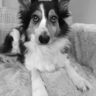 Business 7 image FOUR PAWS PET GROCERY & BOUTIQUE Shopping in Sidney BC