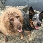 Business 1 image FOUR PAWS PET GROCERY & BOUTIQUE Shopping in Sidney BC