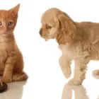 Business 2 image FOUR PAWS PET GROCERY & BOUTIQUE Shopping in Sidney BC