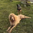 Business 9 image FOUR PAWS PET GROCERY & BOUTIQUE Shopping in Sidney BC