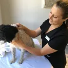 Entreprises 1 image FOUR PAWS REHAB AND FITNESS Veterinarians dans Toronto ON
