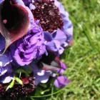 Entreprises 9 image FOXGLOVES FLOWERS Shopping dans Victoria BC