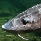 Business 11 image FRASER RIVER STURGEON FISHING Sports & Recreation in Surrey BC