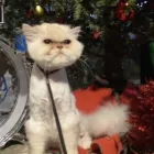 Business 1 image FURS MADE FABULOUS Pet Grooming Services in Regina SK