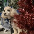 Business 2 image FURS MADE FABULOUS Pet Grooming Services in Regina SK