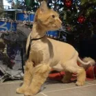 Business 3 image FURS MADE FABULOUS Pet Grooming Services in Regina SK