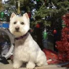 Business 4 image FURS MADE FABULOUS Pet Grooming Services in Regina SK