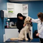 Business 6 image GANDER VETERINARY CLINIC Veterinarians in Gander NL