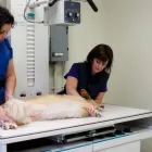 Business 2 image GANDER VETERINARY CLINIC Veterinarians in Gander NL