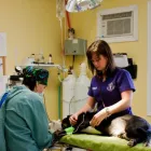 Business 8 image GANDER VETERINARY CLINIC Veterinarians in Gander NL