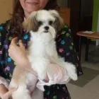 Entreprises 3 image GOLDEN PET SERVICES Pet Grooming Services dans North Vancouver BC