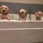 Business 1 image GRAHAM GROOMING Pet Grooming Services in Victoria BC