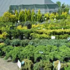 Business 1 image GREEN THUMB GARDEN CENTRE Shopping in Nepean ON