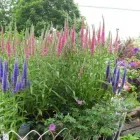 Business 10 image GREEN THUMB GARDEN CENTRE Shopping in Nepean ON