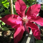Business 11 image GREEN THUMB GARDEN CENTRE Shopping in Nepean ON
