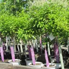 Business 12 image GREEN THUMB GARDEN CENTRE Shopping in Nepean ON