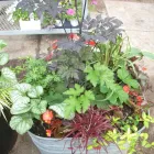 Business 3 image GREEN THUMB GARDEN CENTRE Shopping in Nepean ON