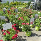 Business 4 image GREEN THUMB GARDEN CENTRE Shopping in Nepean ON